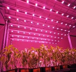 Global Agricultural Grow Lights Market