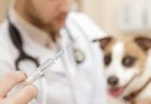 global rabies vaccine market size